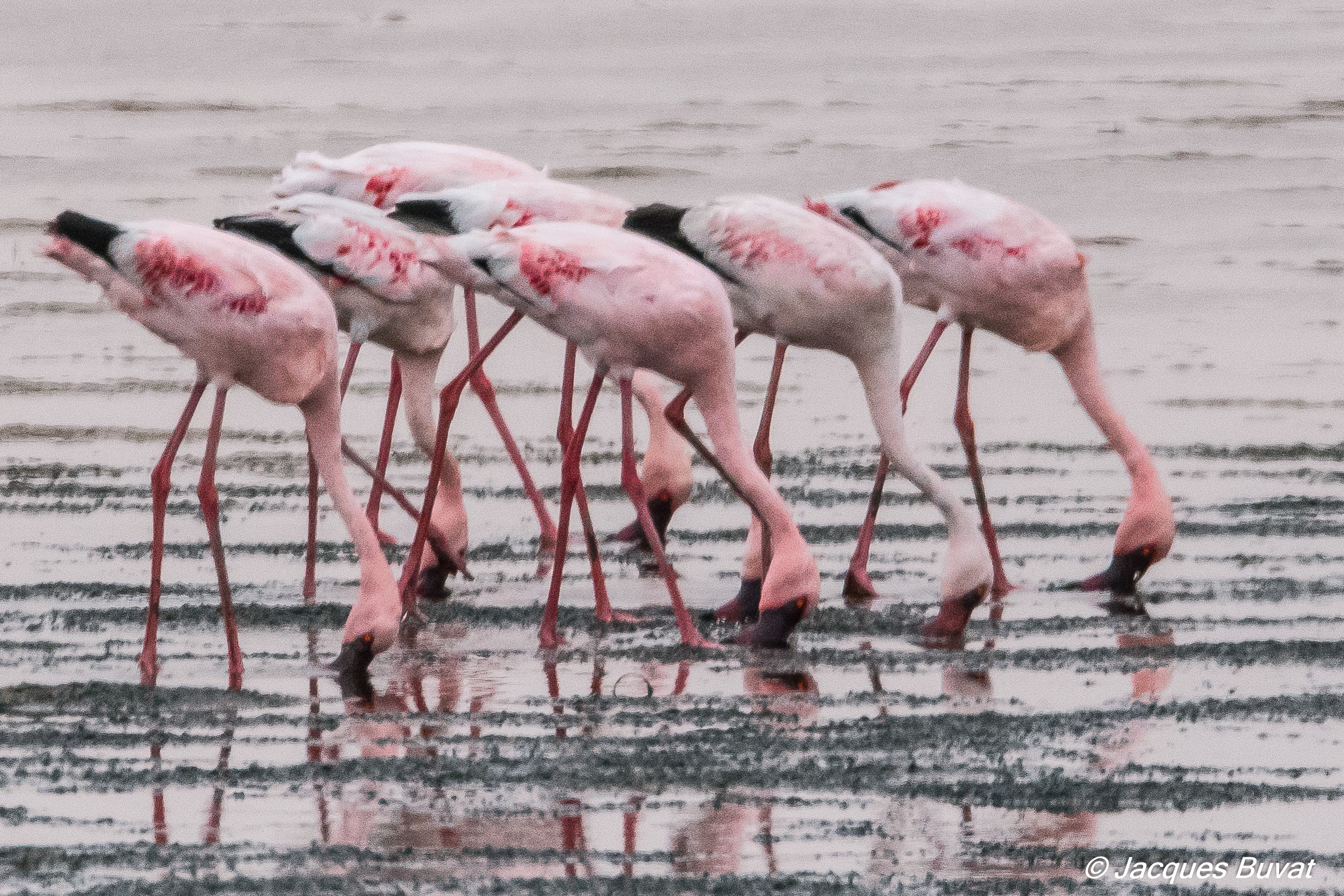Flamants nains (Lesser flamingos, Phoeniconaias minor) Walvis Bay, Parc National de Dorob, Namibie